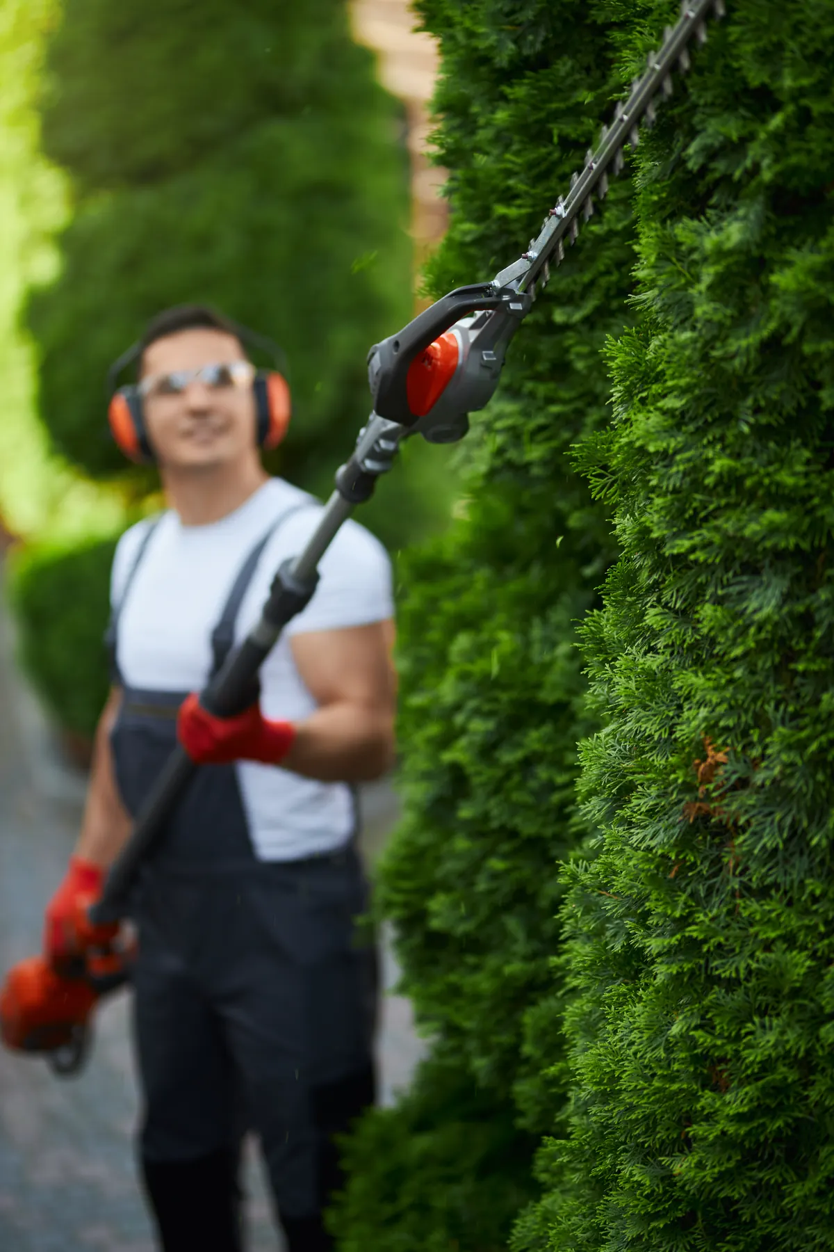 Gärtner schneidet eine hohe Hecke mit der Heckenschere